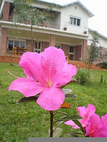 la flor y la casa.JPG